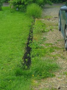 Row of lavender next to a drive covered in weeds